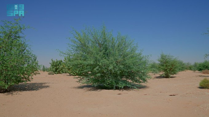 சவுதி அரேபியாவின் மாபெரும் சுற்றுச்சூழல் சாதனை: 6 லட்சத்திற்கும் மேற்பட்ட ஹெக்டேர் நிலப்பரப்பை மீட்டெடுத்த மன்னர் அப்துல்அஜீஸ் காப்பகம்